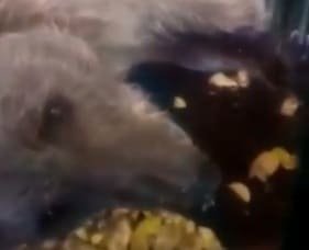 The plight of the brown bear in Islamabad Zoo