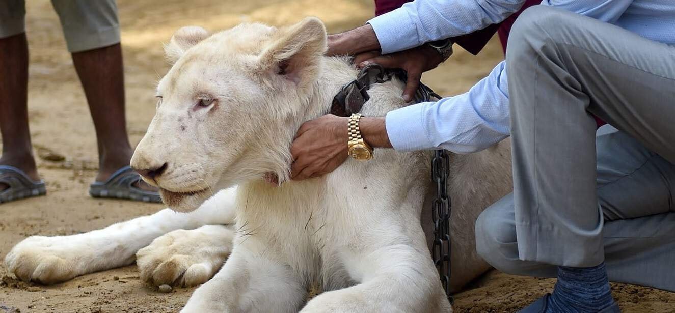 The lions of Karachi