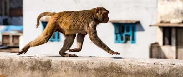 Four monkeys create havoc in Rawalpindi
