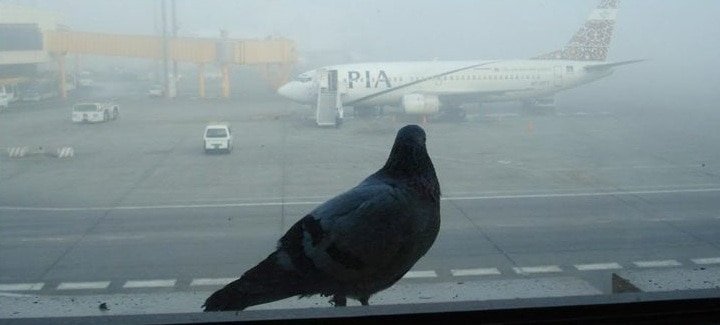 WATCH: Birds take over Lahore airport