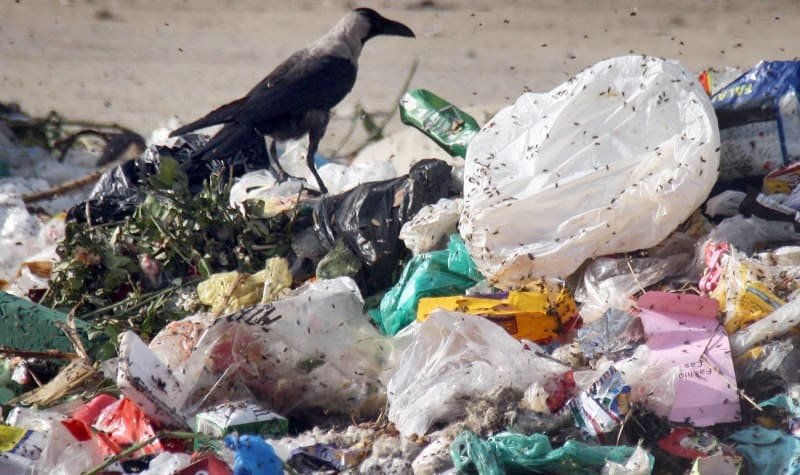 Petition filed in Karachi court over city’s fly infestation