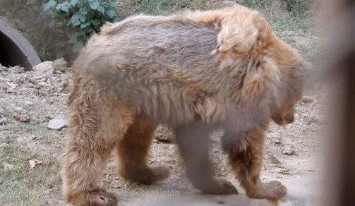 Islamabad Zoo’s brown bear on the road to recovery