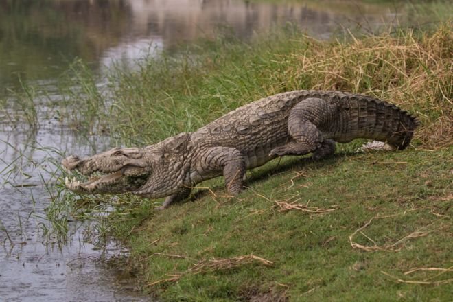 Seven crocodiles escape from a farmhouse in Karachi