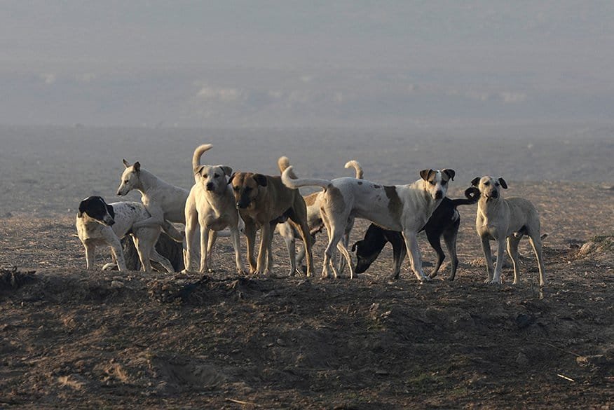 Sindh govt plans to cull stray dogs