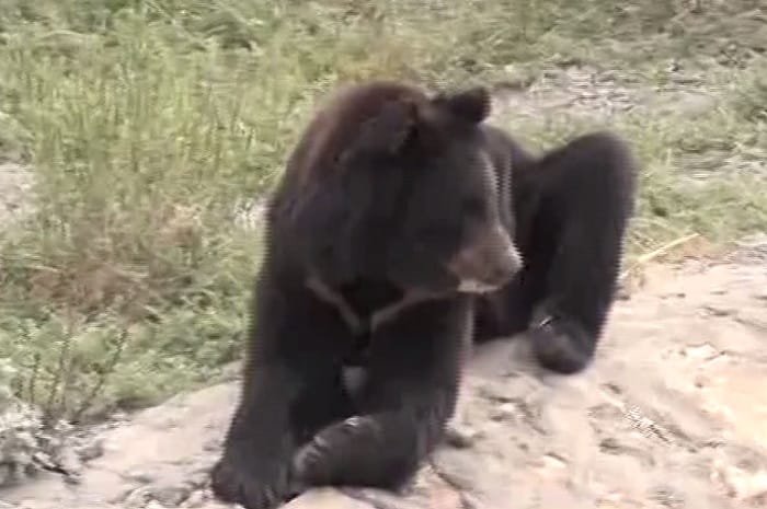 Bear cub escapes from Peshawar Zoo