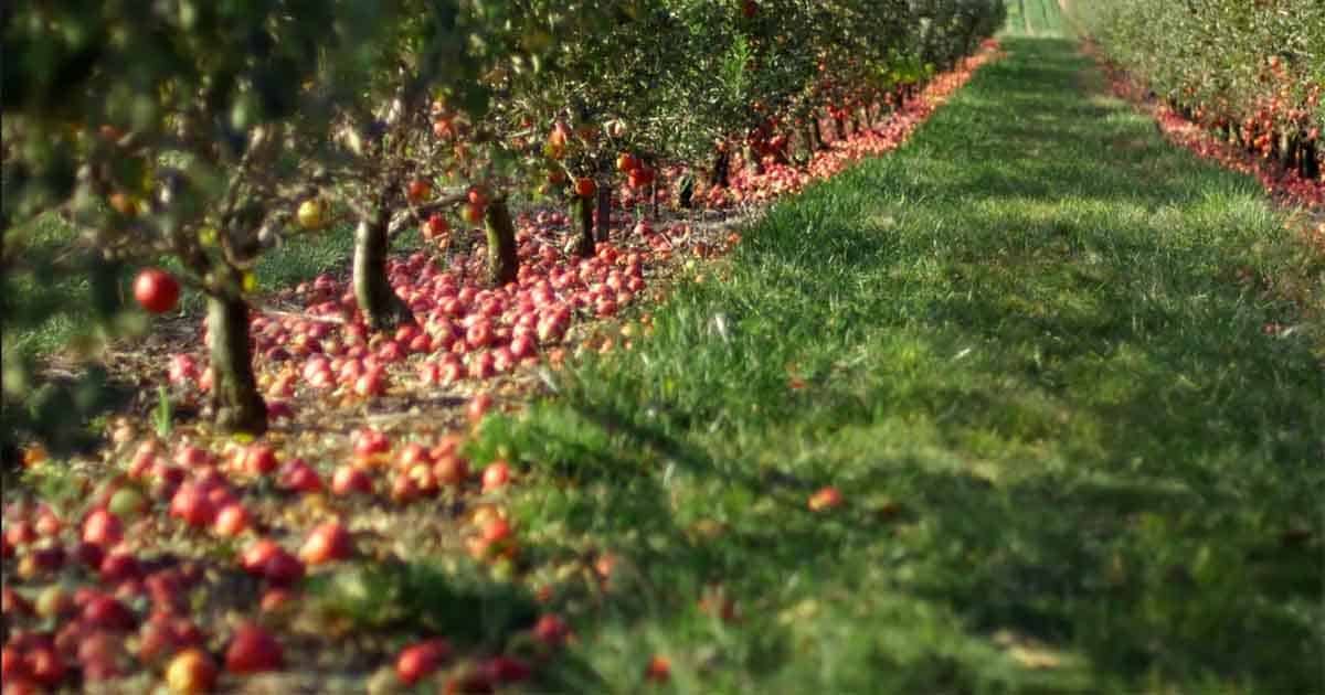Kashmiris protest against India with apples