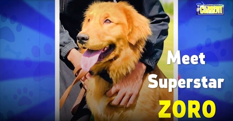 Ehd-e-Wafa Star – Zoro