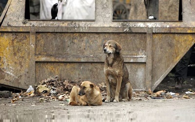 Dog culling: You don’t have to be an animal lover, but at least be human