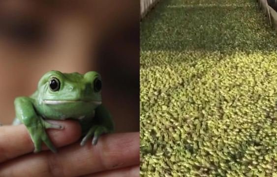 Amid frog meat rumours, Punjab to set up frog farms