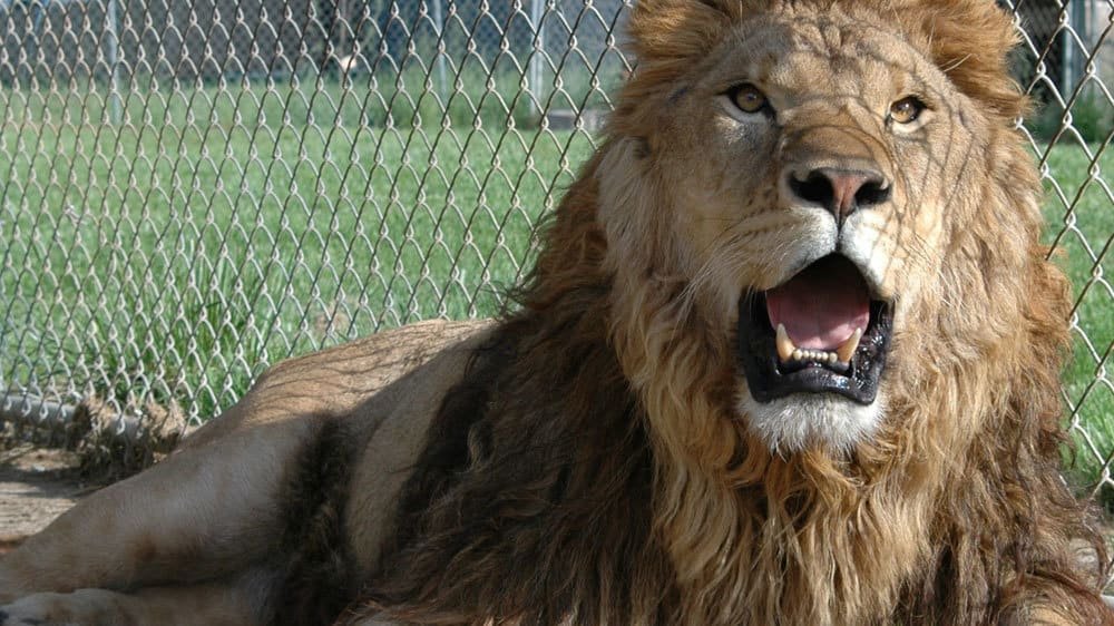 Seminary caretaker ‘unleashes’ pet lion on worker