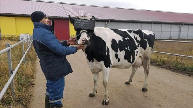 Dairy farm in Russia makes cows wear VR glasses to increase milk production