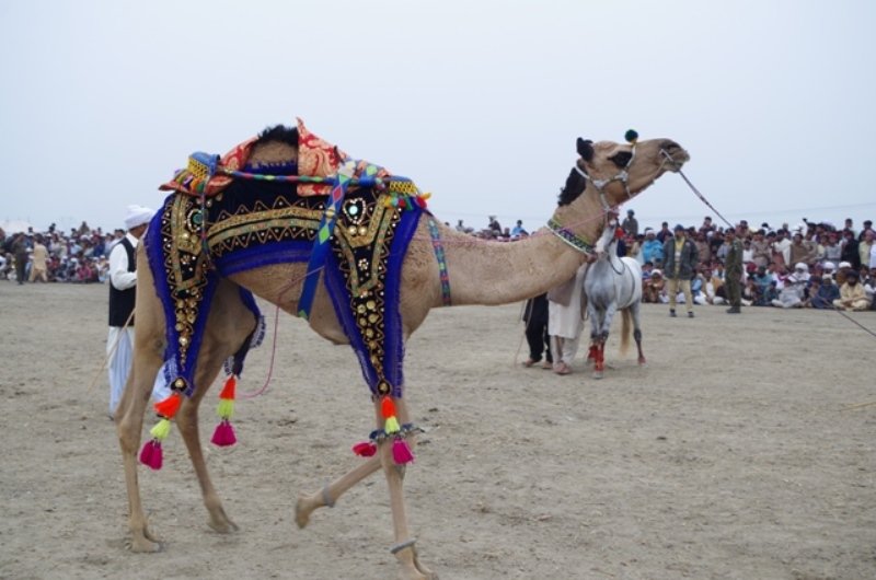 In Pictures: Animals walk the ramp at Rajan festival