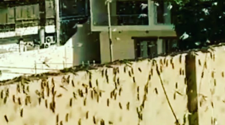 Eat Locust Biryani, says Sindh Minister after Locusts invade Karachi