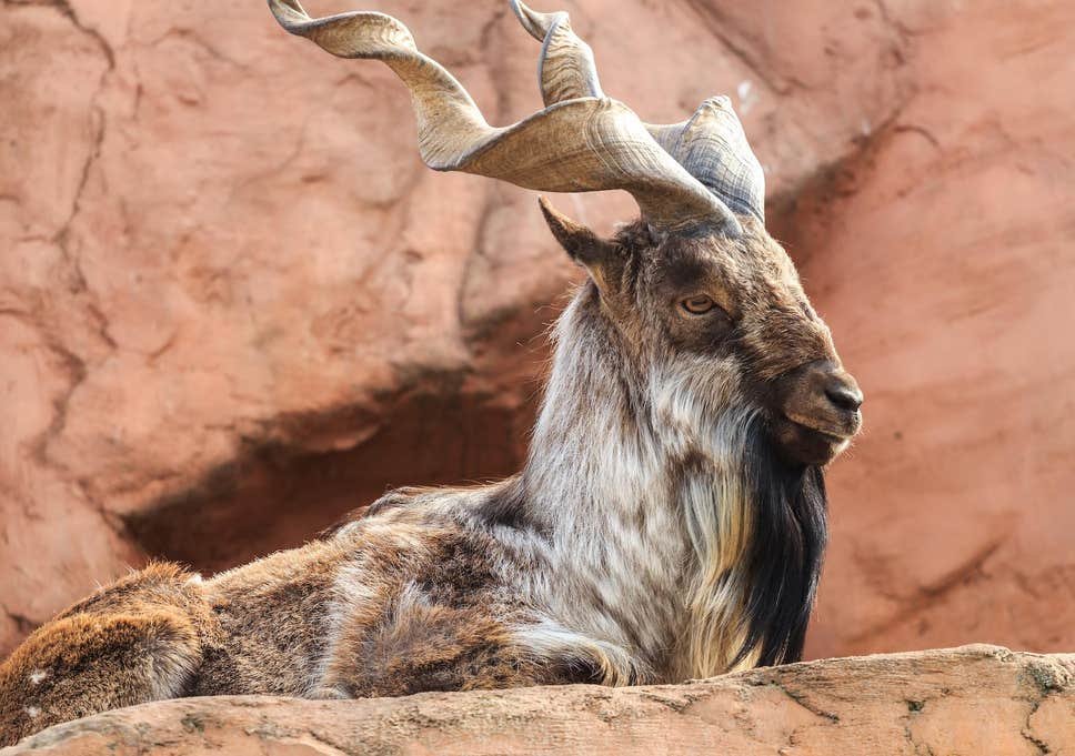 $80,000 trophy hunting licenses issued for rare Astore markhor