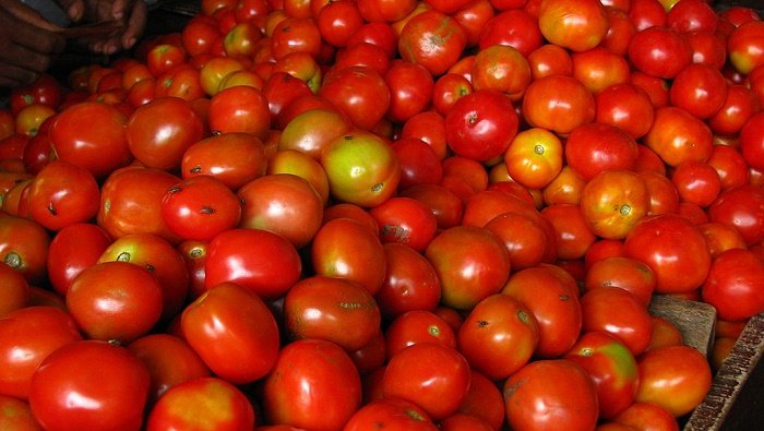 Farmers hire armed guards to protect tomatoes from being stolen