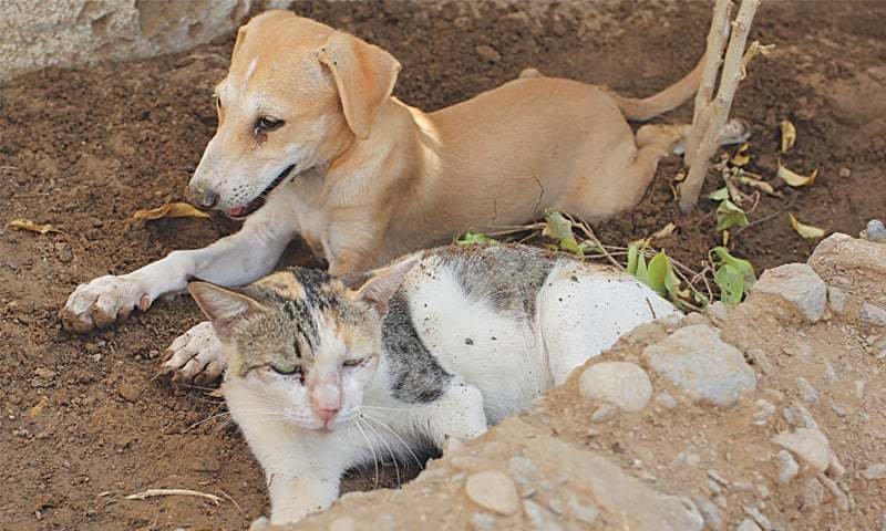 SOS Pakistan to launch app to rescue stray animals