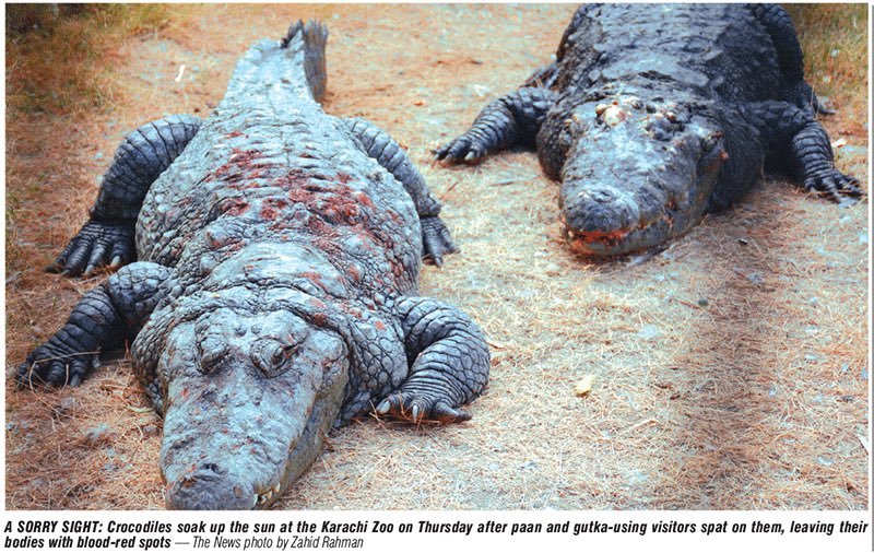 Animal cruelty at Karachi Zoo sparks outrage