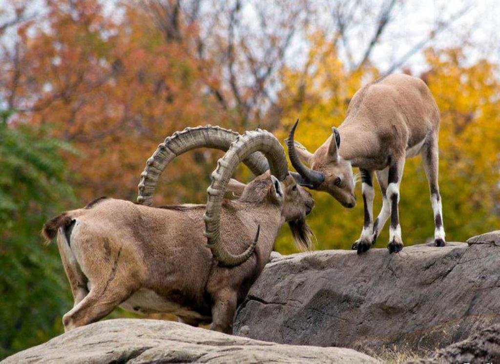 Man put behind bars for illegally hunting ibex cubs