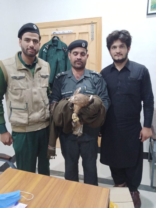 Man booked for selling  Bonelli’s eagle online