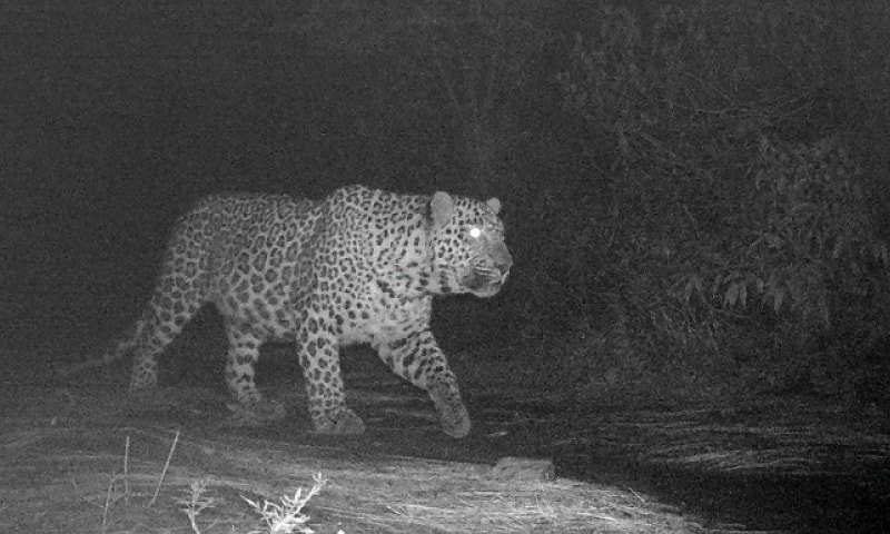 Leopard spotted near Islamabad’s hiking trails