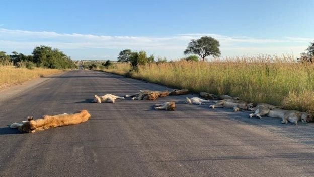 Lions nap on the road during coronavirus lockdown in South Africa