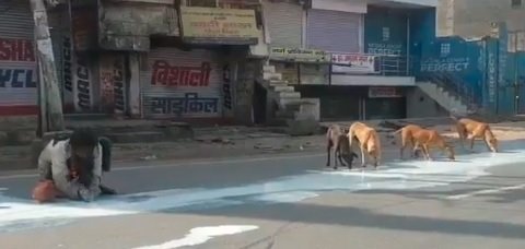 VIDEO: Hunger forces man in India to share milk with stray dogs