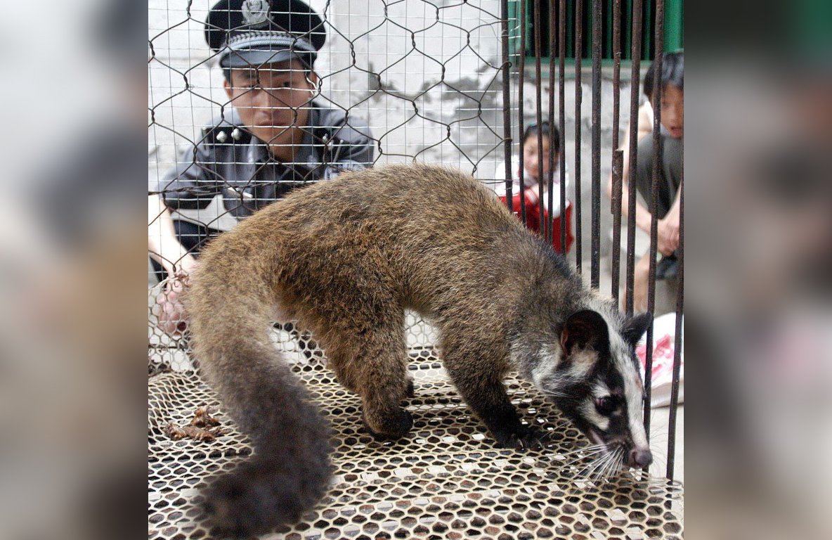 Wuhan officially bans eating wild animals