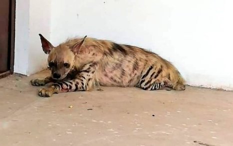 Rare striped hyena rescued in DI Khan