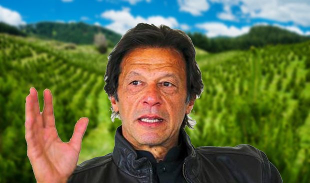 Naya Pakistan: Govt starts paying unemployed people to plant trees