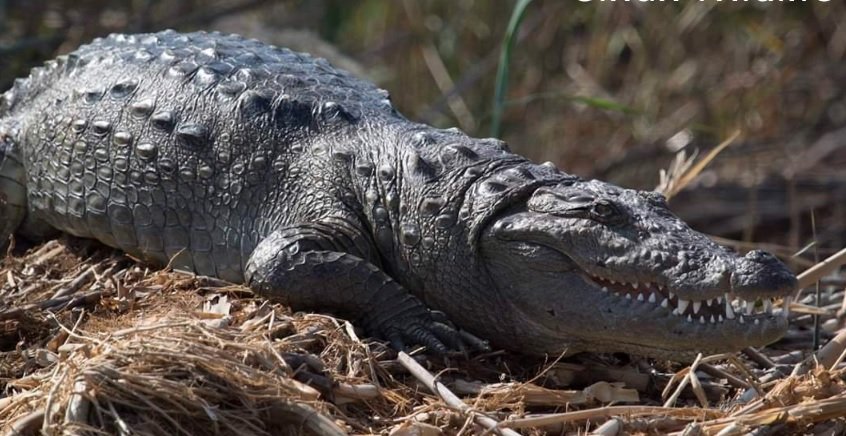 Sindh’s Marsh Crocodiles witness an increase in population