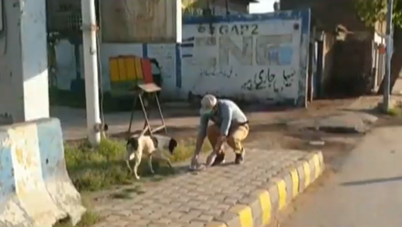Peshawar residents step out to feed the strays amid lockdown