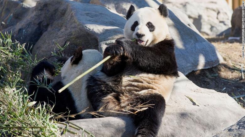 Canada’s Calgary Zoo to return two pandas to China due to shortage of bamboo