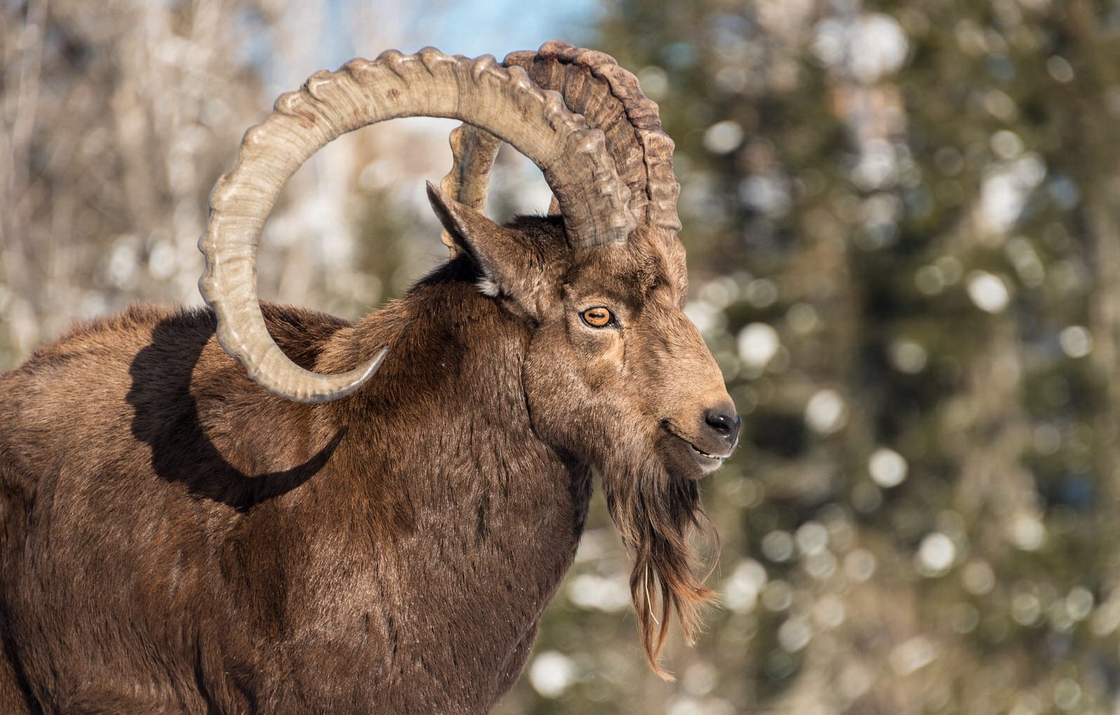 Man arrested for killing over 100 rare ibex in Gilgit-Baltistan