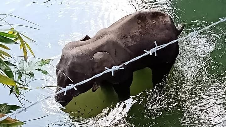 Pregnant elephant dies after eating pineapple stuffed with firecrackers in India