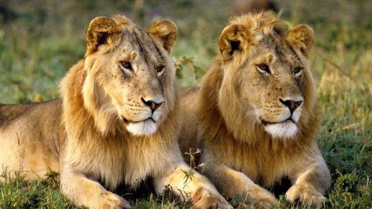 Wildlife dept recovers two lions from bathroom in a residential area in Multan