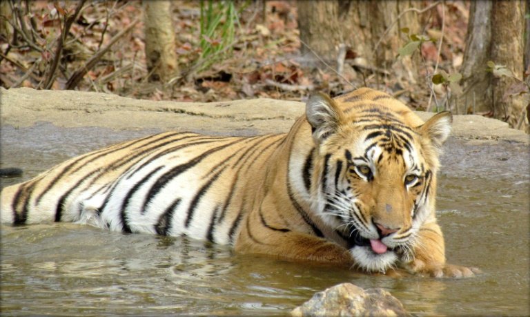 ‘Man-eating’ tiger sentenced to a lifetime in captivity