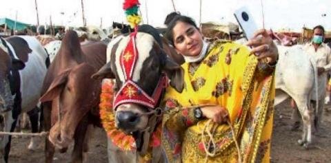 Eid ul Azha: Karachi woman sells cows at a cattle market