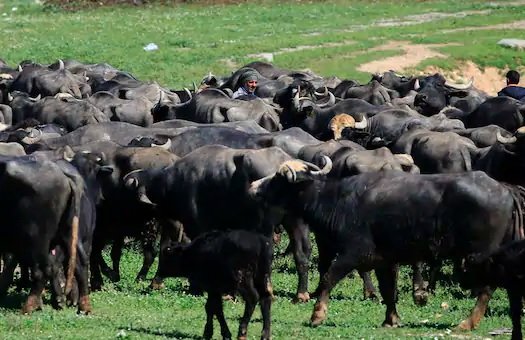 Pakistani businessman fined eight buffaloes for insulting indigenous groups in Malaysia