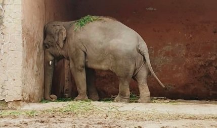 Kaavan to be relocated to Cambodia