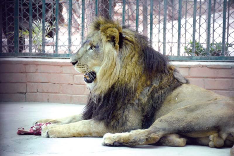 FIR registered against those involved in setting fire to lions cage at Islamabad Zoo