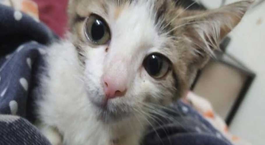 Teenage boy, friends  allegedly gang rape kitten in Lahore
