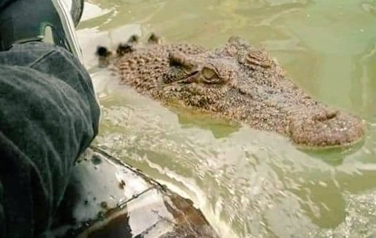 Sindh Wildlife Department clarifies no crocodiles escaped from Mangho Pir shrine