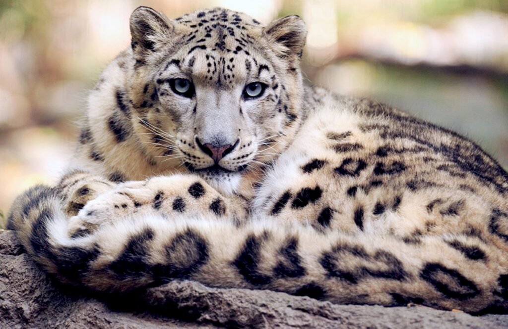 Three men sentenced to jail for killing rare snow leopard in Gilgit Baltistan