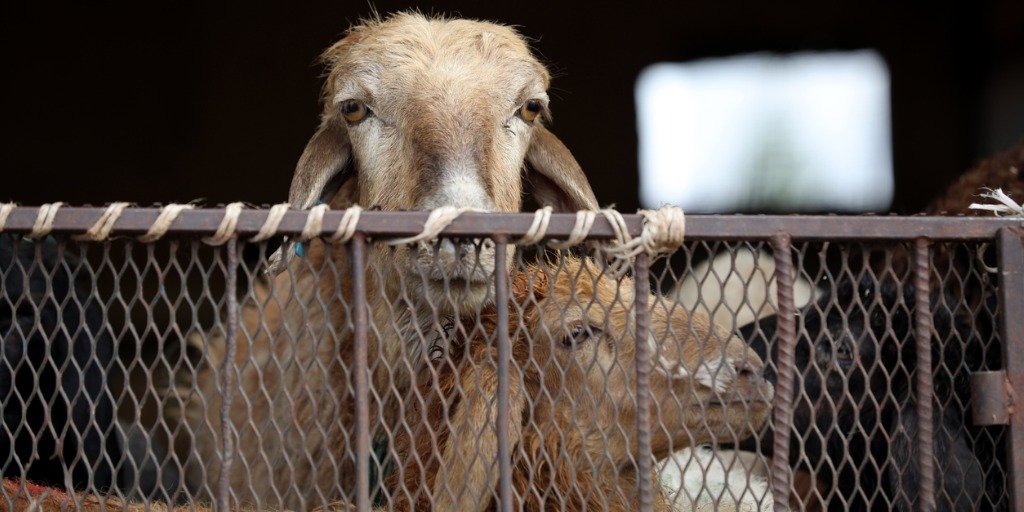 FIA launches investigation against platforms selling sacrificial animals online