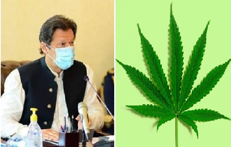 Federal cabinet approves first-ever licence for cannabis use; seized drugs to no longer be destroyed