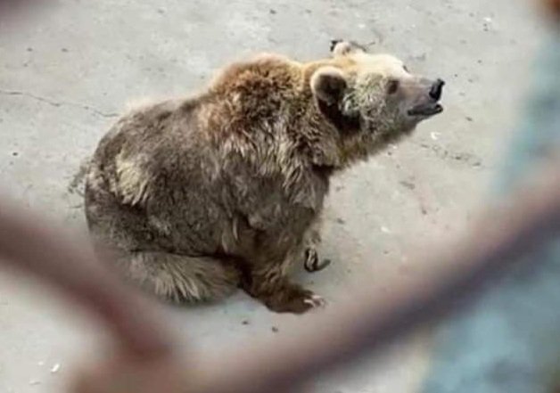 Celebrities express outrage over condition of brown bear in Karachi Zoo
