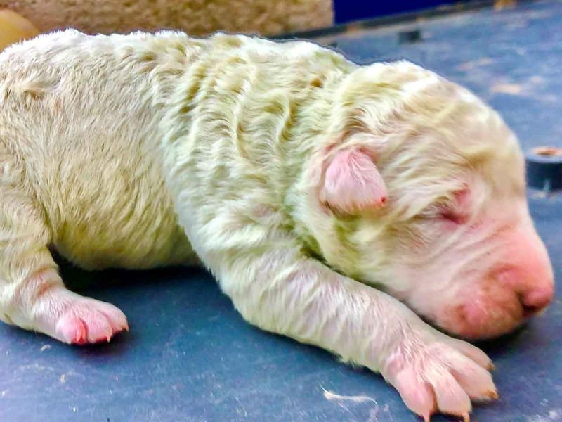 ‘A symbol of hope and luck’: Puppy with green fur born in Italy