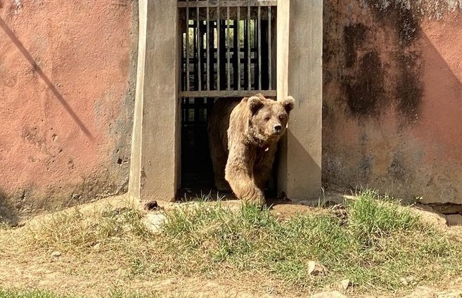 Jordanian princess adopts Islamabad Zoo’s brown bears