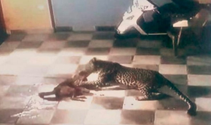 VIDEO: Leopard spotted near Margalla Hills in Islamabad