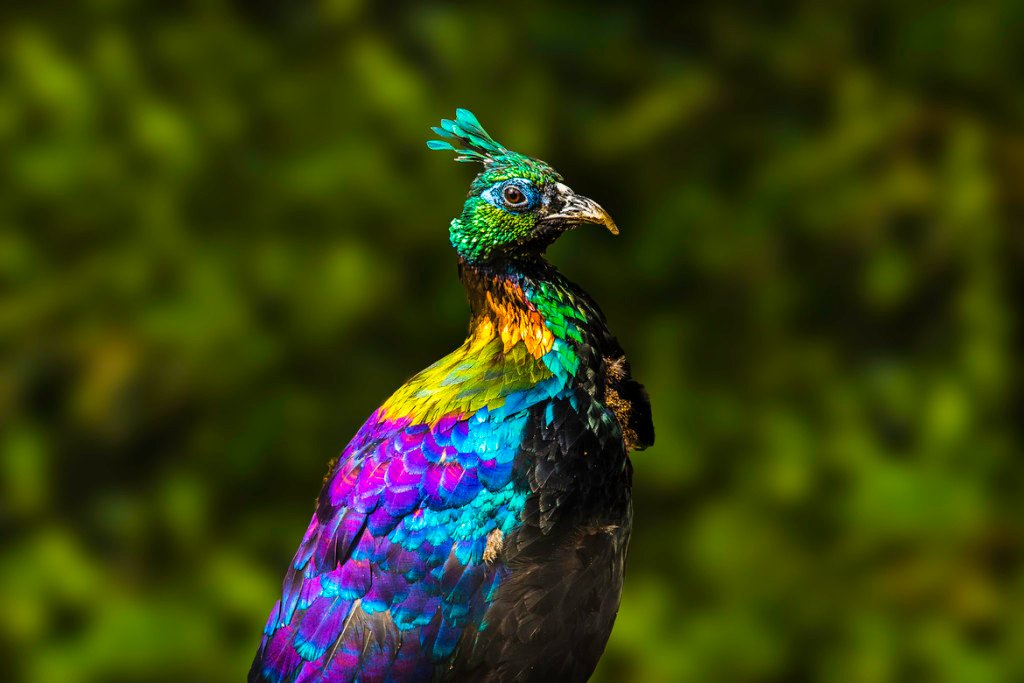 Man fined for illegally hunting rare bird in Parachinar